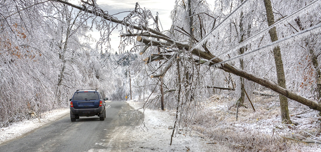 Car and down tree due to weather conditions Car and down tree due to weather conditions